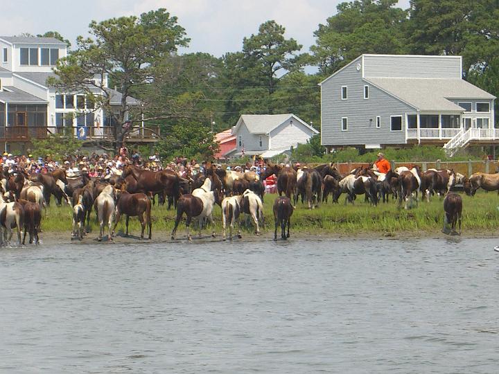Chincoteague Pony Swim July 2007 070.JPG